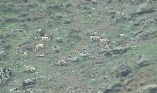 Tunceli'de koruma altındaki yaban keçileri sürü halinde görüntülendi