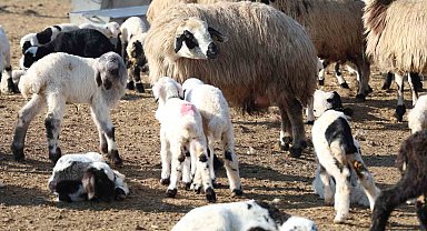 Tunceli'de köyde şap karantinası