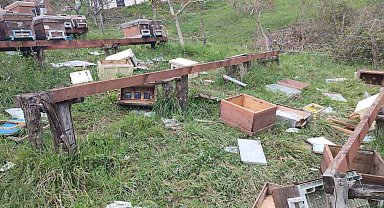 Türkeli'de ayı saldırısı: 23 arı kovanı parçalandı