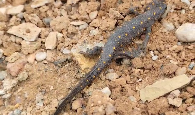 Türkiye'de ilk defa Tunceli'de görülmüştü: Tekrar ortaya çıktı