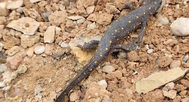 Türkiye'de ilk defa Tunceli'de görülmüştü: Tekrar ortaya çıktı