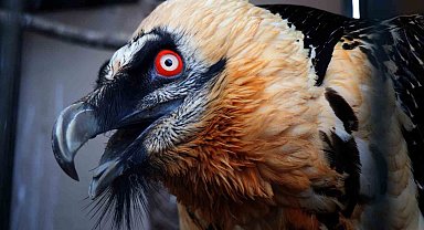 Türkiye'de nadir görülüyor, köylüler yaralı şekilde bulmuştu: Sakallı akbaba artık yeni yuvasında