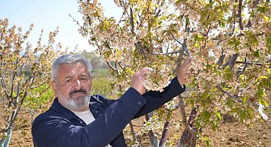 Türkiye'nin en 'Erkenci' kirazını da don vurdu