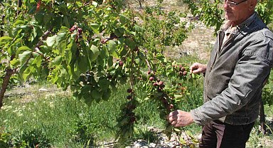 Türkiye'nin sofralık kayısı üretim merkezi, zirai donu yüzde 30 hasarla atlattı