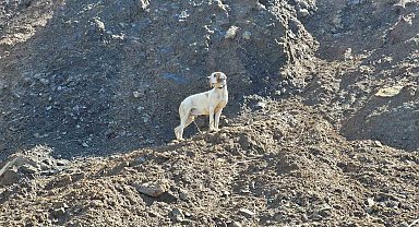 Uçurumda mahsur kalan görme engelli köpek kurtarıldı