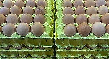 Üniversiteli tavukların yumurtaları daha hesaplı