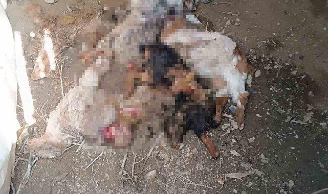 Van'da ahıra giren ayı, 20 keçiyi telef etti