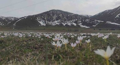 Van'da baharın müjdecisi kardelenler açtı