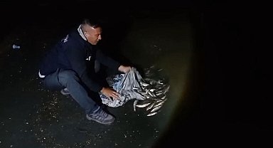 Van'da inci kefali göçü başladı: 60 kilo balığa el konuldu