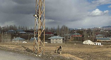 Van'da köpeklerden kaçan kedi saatlerce direkte bekledi