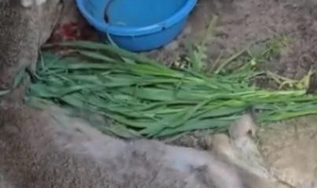 Vatandaşların bulduğu yaralı ceylan tedavi altına alındı