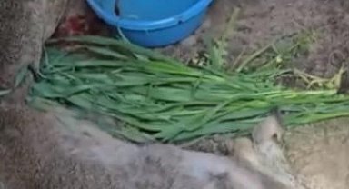 Vatandaşların bulduğu yaralı ceylan tedavi altına alındı