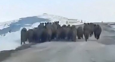 Yaban domuzları sürü halinde görüntülendi, vatandaşların şaşkınlığı kameraya yansıdı