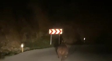 Yaban domuzu ve ayı görüntülendi