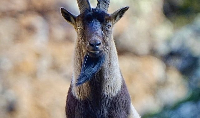 Yaban hayatı Munzur Dağlarına güzellik katıyor