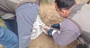 Yalova'da halde yaralı bulunan martı tedavi altına alındı