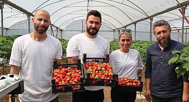 Yalova'da topraksız tarım serasında çilek üretimine başlandı
