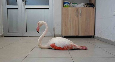 Yaralı flamingo tedavi edilerek doğal yaşama geri bırakıldı