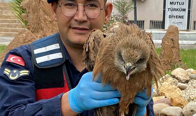Yaralı kızıl şahin tedavi altına alındı