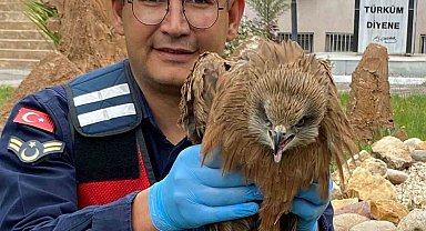 Yaralı kızıl şahin tedavi altına alındı