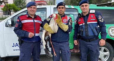Yaralı leyleğe jandarma yardım elini uzattı