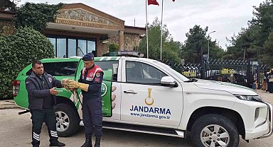 Yaralı şahine jandarmadan şefkat eli