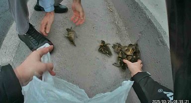 Yavru ördekler trafiği birbirine kattı