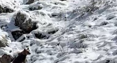 Yayla evlerini tahrip eden ayılardan biri kaçarken görüntülendi: Köpek sesi çıkararak ayının dikkatini çekmeye çalıştı