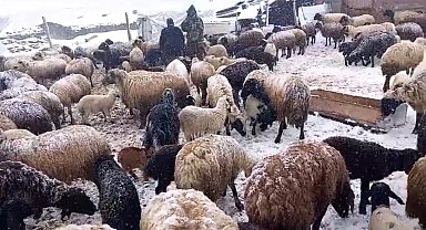 Yaylaya çıkan besicilerin kar altında zorlu mesaisi