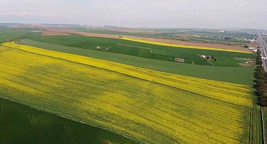 Yeşil ile sarının dansı: Tekirdağ'da kanola tarlaları görsel şölen sunuyor