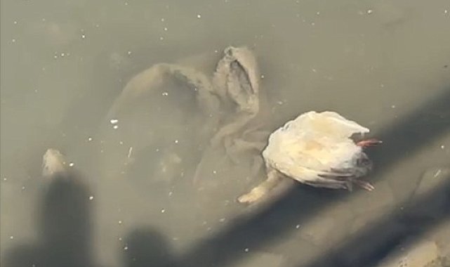 Yeşilırmak'ta balıkların ardından şimdi de kaz ölümleri görüldü