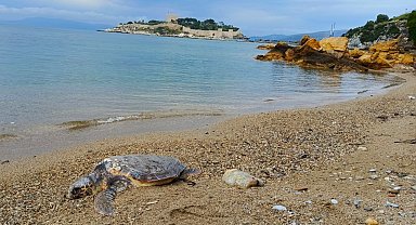 Yılancı Burnu'nda caretta caretta ölü bulundu