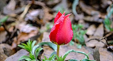 Yılda sadece 15 gün görülen 'dağ lalesi' görsel şölen oluşturuyor