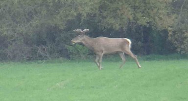 Yiyecek arayan 2 geyik kamerada