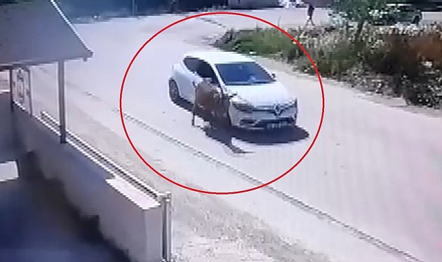 Yol artasındaki eşeği ezdi