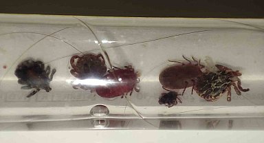 Yozgat'ta kene alarmı, uzmanı uyardı