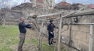 Yüksekova'da ağaçlar budandı, uygulamalı eğitim verildi