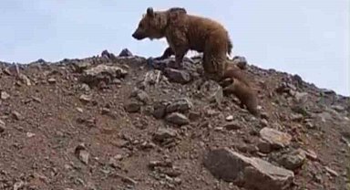 Yüksekova'da kış uykusundan uyanan ayı ailesi görüntülendi
