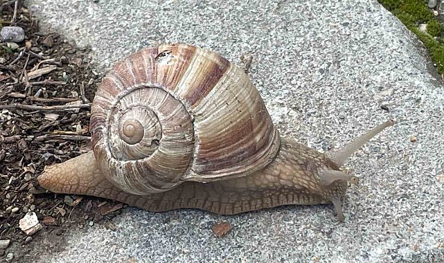 Yumuşayan topraktan çıkmaya başladı; kilosu 35 liradan satılıyor.
