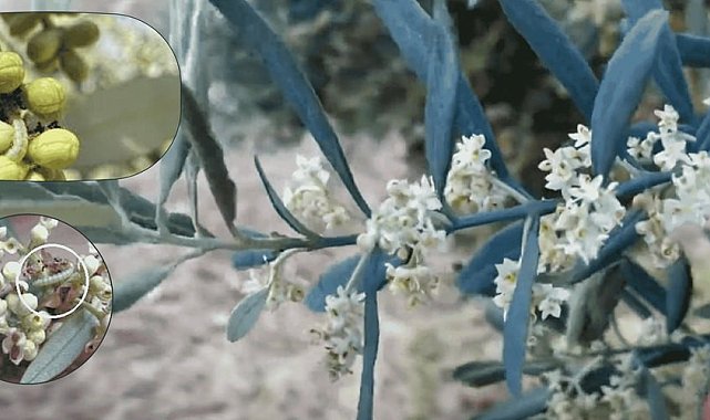 Zeytin güvesine karşı mücadele uyarısı