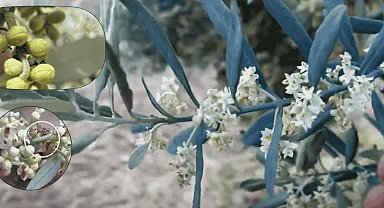 Zeytin güvesine karşı mücadele uyarısı