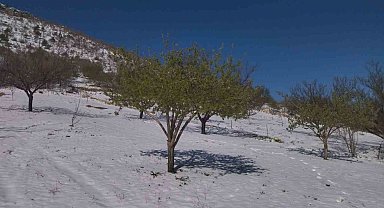Ziraat Yüksek Mühendisi Yüce'den zirai don sonrası çiftçilere uyarı