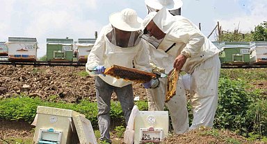 Zirai don ağzımızın tadını kaçıracak; bal üretimi düşecek