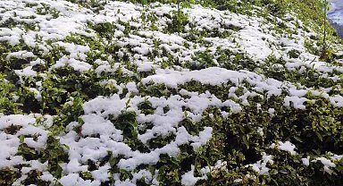 Zirai don çayı da vurdu