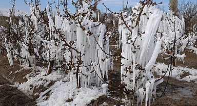 Zirai don Konya'da pancarı ve meyveleri vurdu