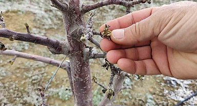 Zirai don mağduru üreticilerin bahçelerinde inceleme başlatıldı
