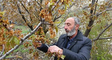 Zirai don, Malatya'nın tescilli dalbastı kirazını da vurdu