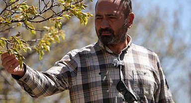 Zirai don, meyve bahçelerinde ürün bırakmadı: "22 yıldır ilk kez böyle bir soğukla karşılaştık"