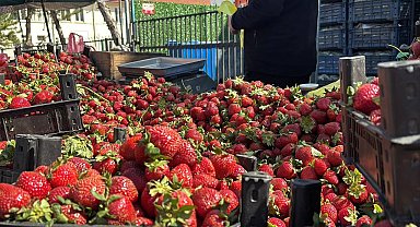 Zirai donun ardından pazarda çilek bolluğu