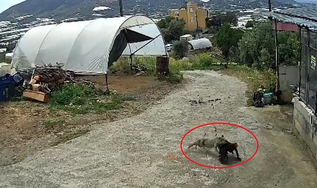 Ziyafete hazırlanan tilkiye 'köpek' şoku